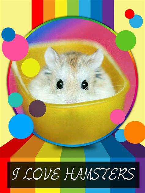 I Love Hamsters Hamster My Love Animals