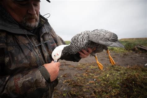 Aleutian Island Waterfowlers Guided Waterfowl Hunting Alaska