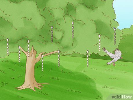 Ways To Get Rid Of Birds Wikihow