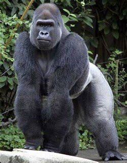 Gorilla Human Penetration Naked Images Comments