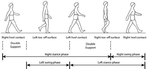 3 Illustration Of Normal Gait Cycle Based On Sudarsky 1990 And