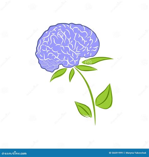 Brain Flower Illustration Stylized Image As 56691999 1300×1390