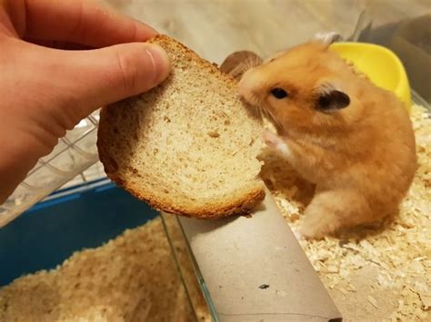 Can Hamsters Eat Bread What You Need To Know Hamster Care Guide