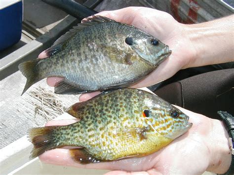 Sunfish 101 How To Id A Bluegill Pumpkinseed Or Redbreast