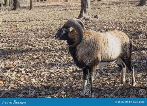 The European Mouflon Ovis Orientalis Musimon Stock Photo Image Of