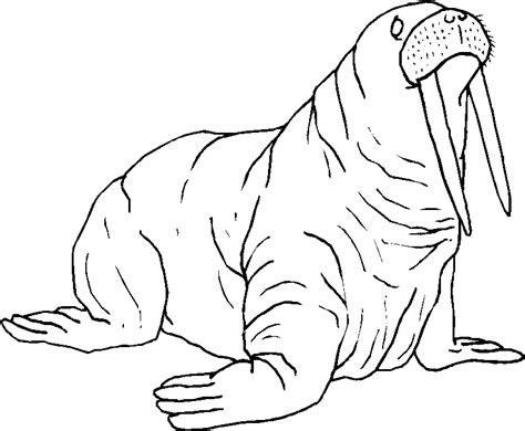 Adult Pages Walrus Coloring Pages