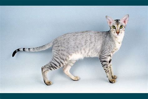 Love A Chatty Cat Meet Nine Talkative Cat Breeds Cat Breeds Oriental Cat Oriental Shorthair