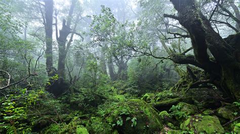 Yakushimabeautifuljapan0004 A Mossy Forest Shrouded In M Flickr