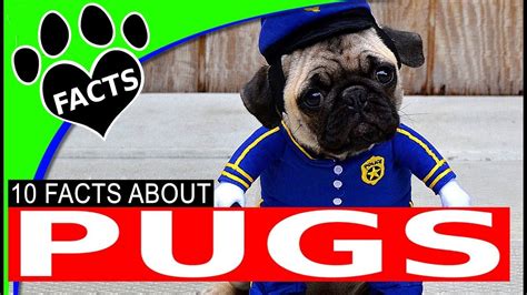 Dogs 101 Pugs Most Popular Small Dog Breeds Animal Facts Youtube