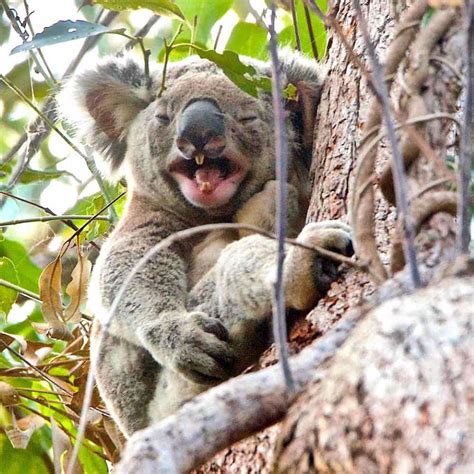 A Wild Koala Story From Noosa Part 6 Wild Koala Day