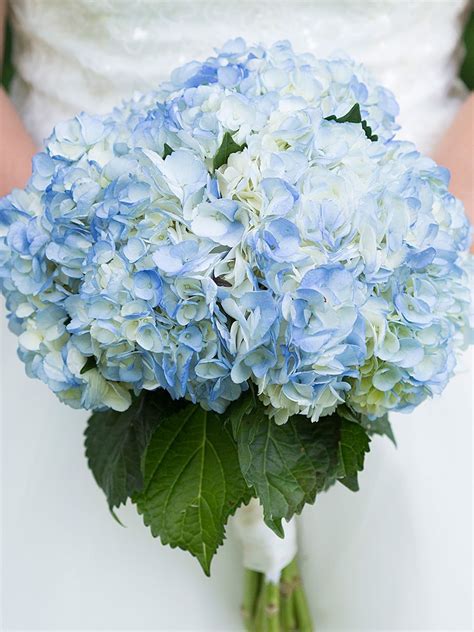 Blue Hydrangea Bridal Bouquet Blue Hydrangea Bridal Bouquet Hydrangeas