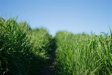 Free Images Path Plant Track Lawn Meadow Prairie Sidewalk