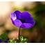 Best 6 Purple Perennial Flowers For Your Garden  Gardening Sun