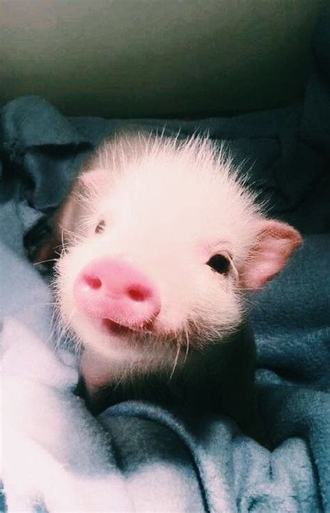 Pin By Miss Southern Belle On Cute Wittleanimals Cute Piglets