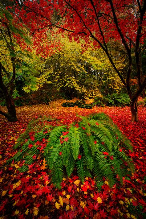 Arboretum Primary Colors Fall Colors In Seattles Arboretu Flickr