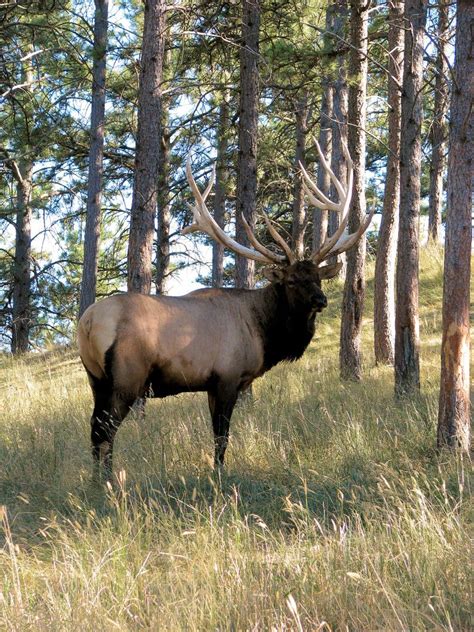 Monster Bull Elk Wildlife Photos Wildlife Photography Animal
