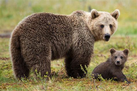 Female Brown Bears Hang Out Near Humans To Keep Cubs Safe From Males