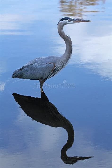 Great Blue Heron Standing In Water With Reflection In Florida Stock