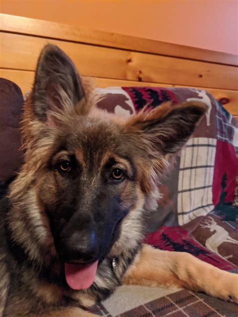 Heres My Girl Amber Who Just Turned 5 Months Old Germanshepherds