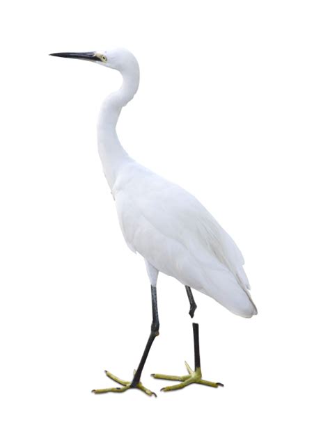 4 Out Of 7 No Egrets Bird House Quiz