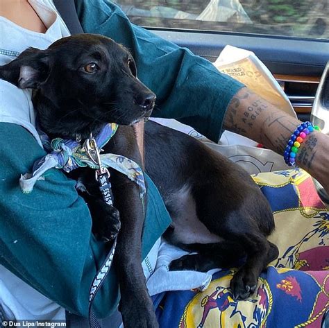 Dua Lipa Enjoys A Dog Walk With Her Beau Anwar Hadid In West Hollywood