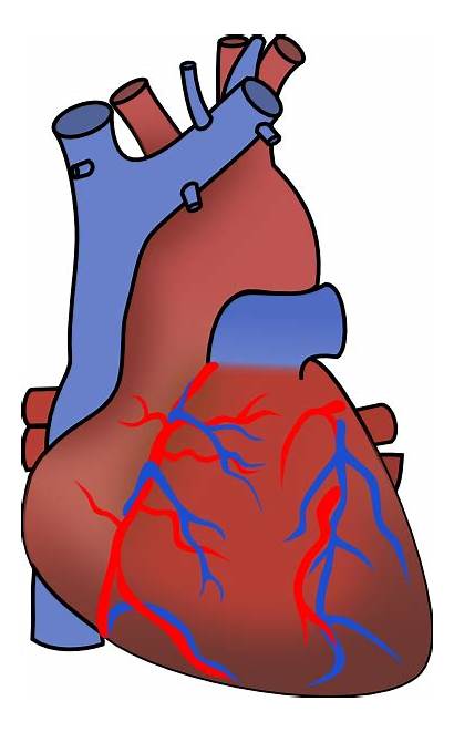 Human Anatomy Clip Clipart Heart Cliparts Library