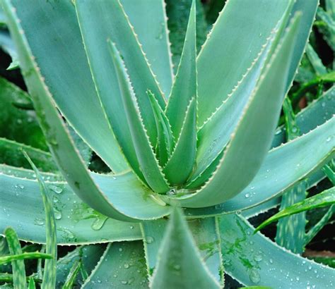 Aloe vera Pflanze: Wüstenpflanze mit Heilwirkung | GartenFlora