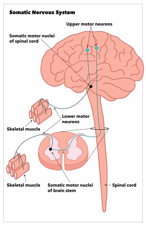 Which Cranial Nerve In The Diagram Has A Somatic Motor | My XXX Hot Girl