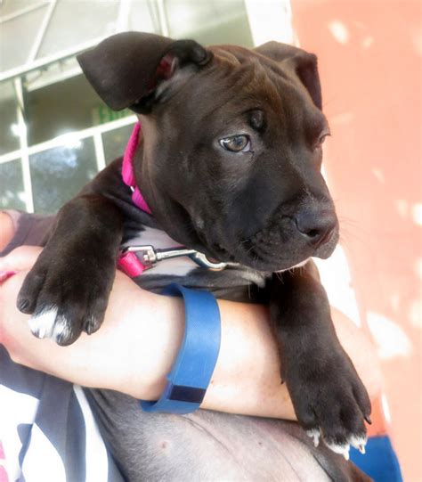 Puppy development can typically be divided into seven stages, starting at birth and ending with adulthood or the maturity of the dog. PHOTOS: 2-month-old pit bull puppy stolen from San Francisco Animal Care & Control | abc7news.com