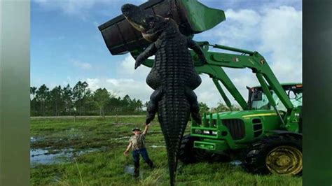 780 Pound Gator Caught In Florida