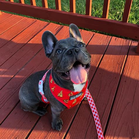 Check spelling or type a new query. Pizza Harness and Leash Set | French bulldog harness, Dog ...