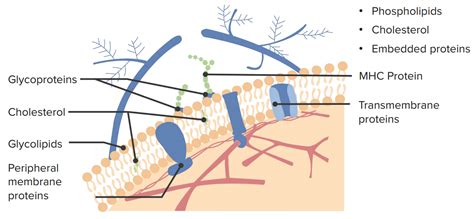 Cell Membranes — Fluid Mosaic Model And Cytoskeleton Medical Library