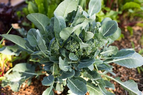 How To Grow And Care For Broccoli
