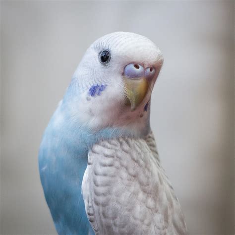 Weekly Species Profiles Budgies Tell Us The Good The Bad And The