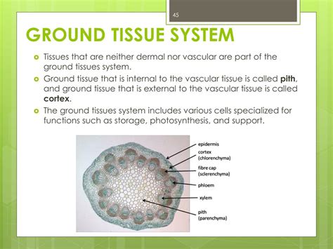 Ppt Plant Biology Powerpoint Presentation Free Download Id1551245