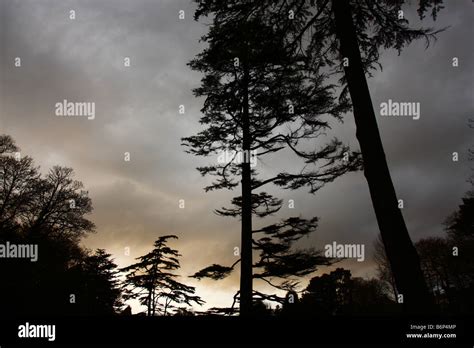 Silhouette Of Pine Trees Stock Photos And Silhouette Of Pine Trees Stock