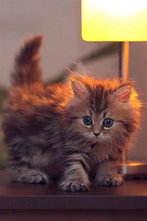 Fluffiness In 2023 Kittens Cutest Fluffy Kittens Kittens And Puppies