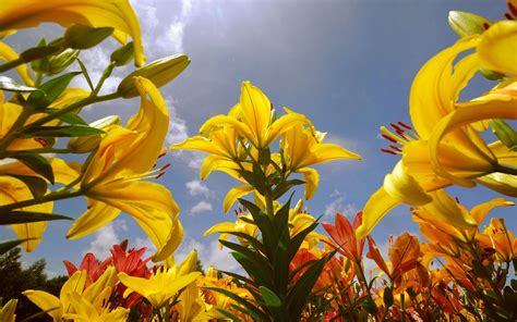 Free Wallpaper Of Flowers Yellow Lilies Full In Bloom Free Wallpaper
