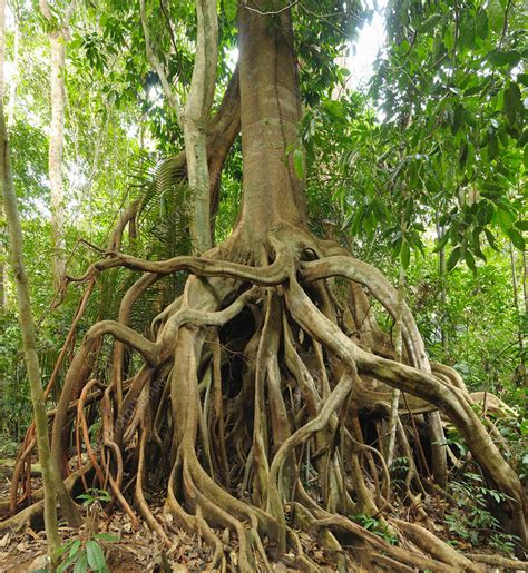 Aerial Roots Of Fig Stock Image F0318859 Science Photo Library