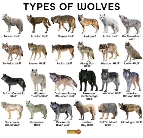 Wolf Types