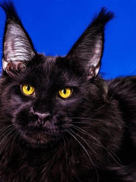 7 Beautiful Black Cat Breeds Story