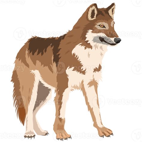 Wolf Wild Dog Png 23850947 Png