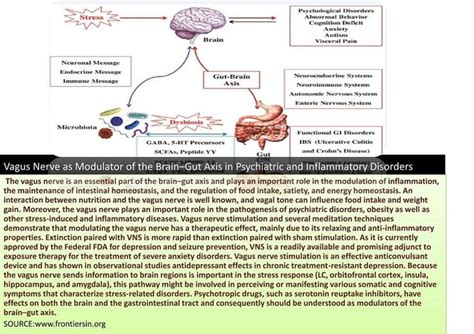 Pin by Melissa Shadforth on Vagus Nerve | Vagus nerve, Ulcers, Gut brain