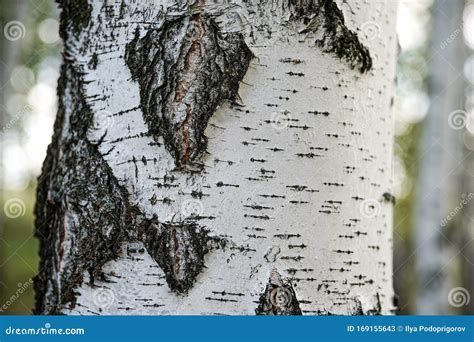 White And Black Tree Bark Closeup Background Texture Birch Bark Stock
