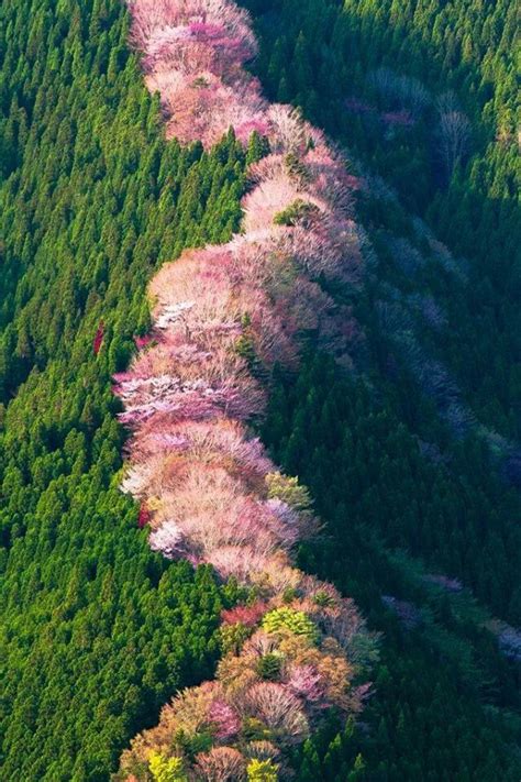 Cherries Trees Nara Japan Grean Renaicense Nature Photography