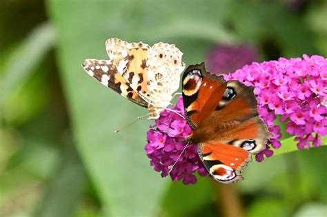 Gartenliebhaber kommen an den anspruchslosen sträuchern nicht vorbei. Sommerflieder Foto & Bild | tiere, wildlife ...