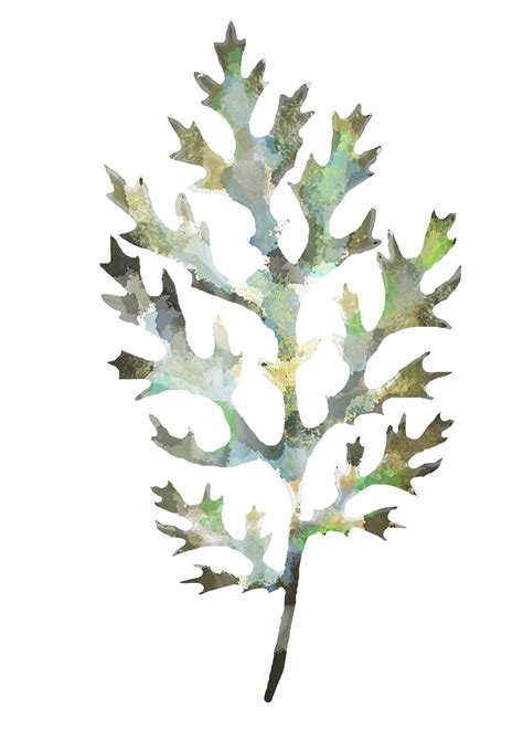 3 Botanical Leaf Prints On Watercolour Paper Art Prints Of Leaf Paintings
