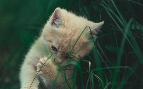 Download Wallpaper 3840x2400 Kitten Cat Grass Playful Cute 4k Ultra