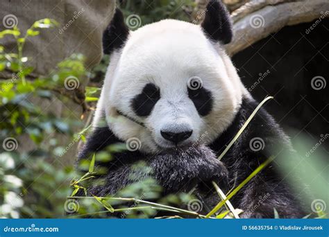 Giant Panda Ailuropoda Melanoleuca Eating The Bamboo Zoo Singapore