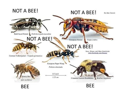 Meat Bees Vs Bees — Wild Bee Project Urban Wild Bees Slc Ut Us